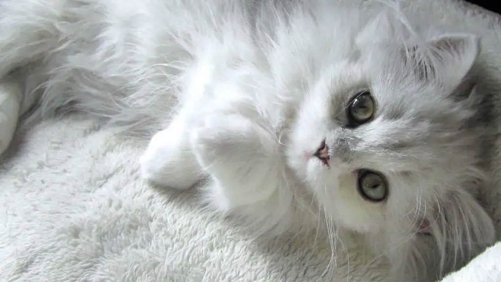 Kucing Anggora Kecil: Kenali Jenis, Makanan, Harga, Cara Merawat dan Perbedaannya dengan Kucing Persia