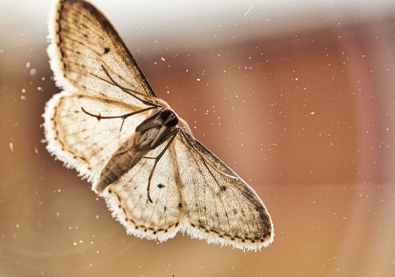 Can Moths Eat Denim?