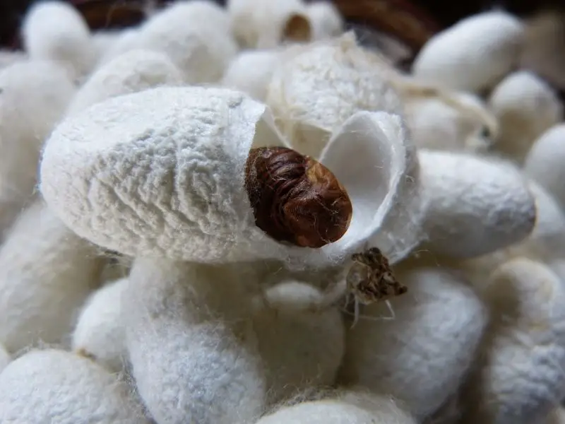 silkworm cocoons