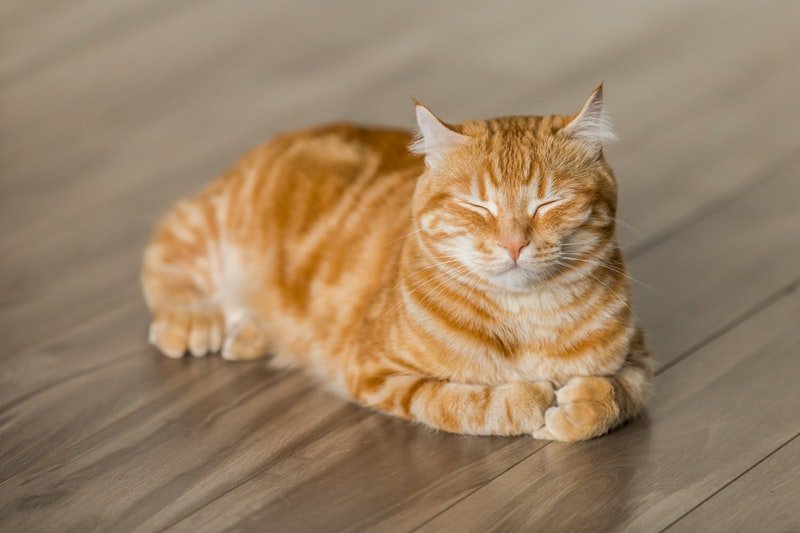 Does Polyester Attract Cat Hair? Does polyester attract cat hair?