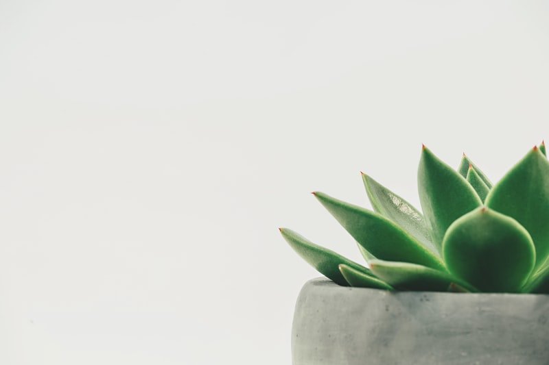 21+ Bedroom Fabric Ideas For You indoor plants