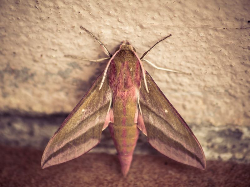 cloth moth