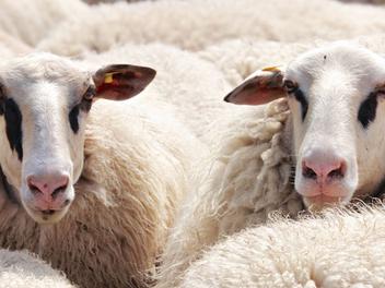 Who Gives Us Wool? A Look at the Animals Who Provide Our Clothes