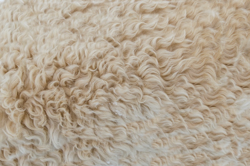 where does wool