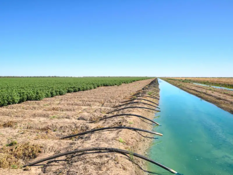 cotton field irrigation canal