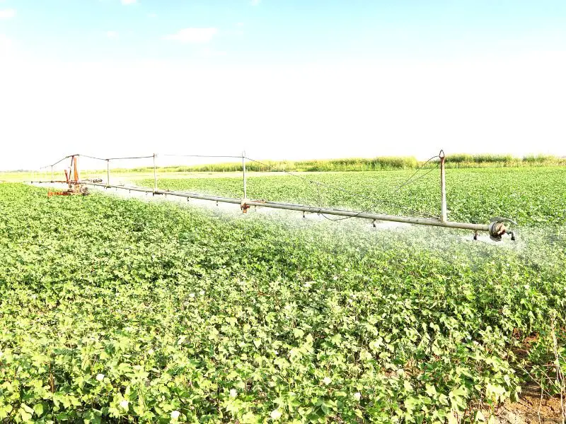 cotton field irrigation