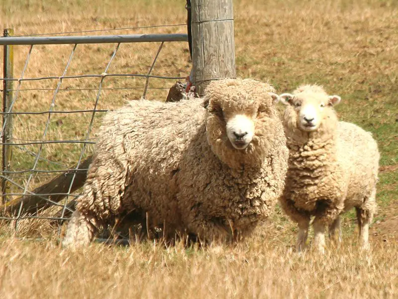 Does Wool Make You Sweat? The Surprising Truth
