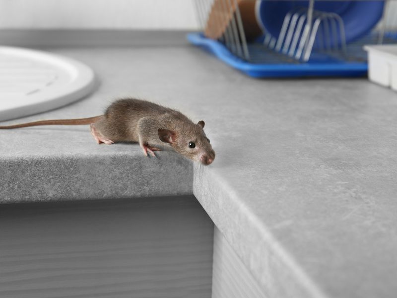 mice kitchen