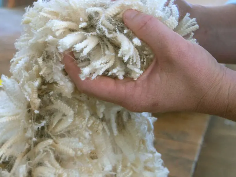 What Is Pure New Wool? And What Makes It So Special?
