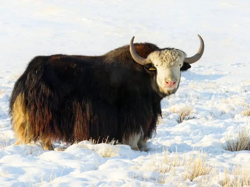 yak in the snow