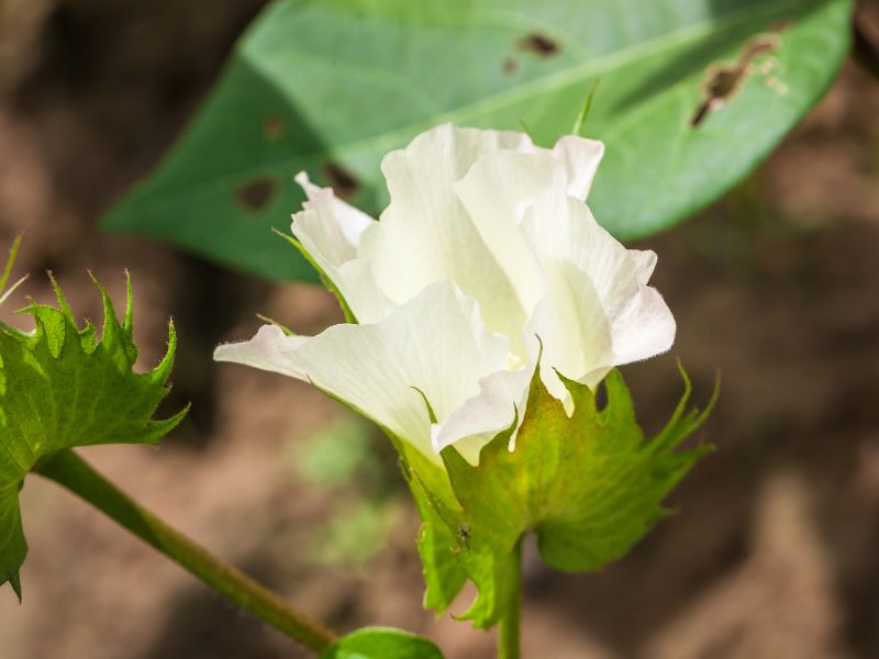 cotton blooming in summer