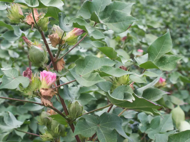 cotton blooming