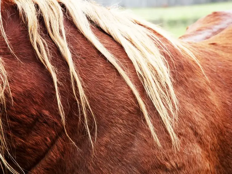 horsehair