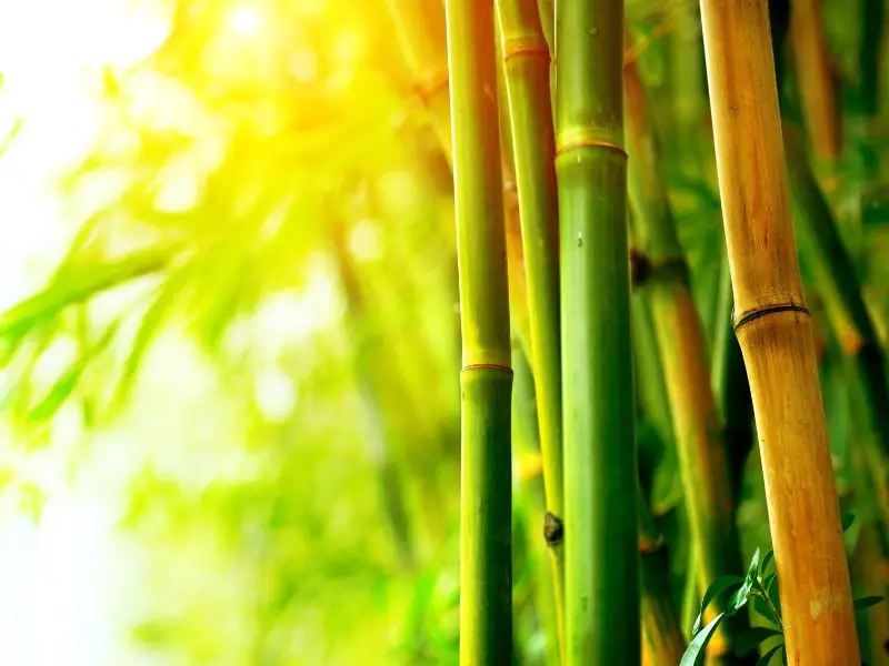 bamboo