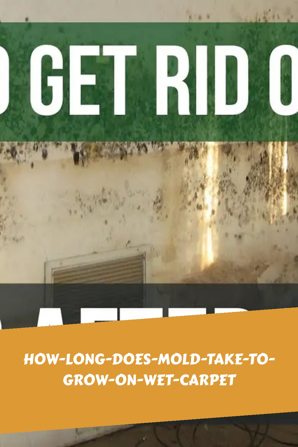 how long does mold take to grow on wet carpet generated pin 165362